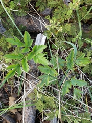Osmorhiza occidentalis