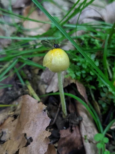 yellow fieldcap