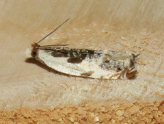Ancylis nubeculana