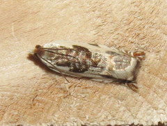 Ancylis nubeculana