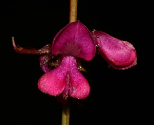 Image of Indigofera pyricola by (c) Brian du Preez, some rights reserved (CC BY-SA)