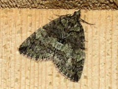 Hydriomena renunciata