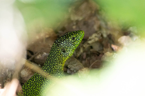 Western Green Lizard