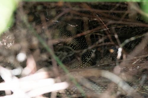 Green Whip Snake