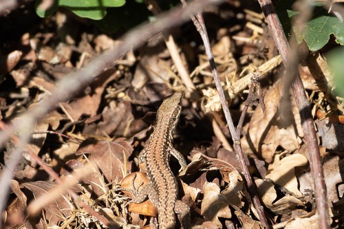 Common Wall Lizard