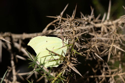 Common Brimstone