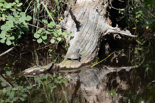 European Pond Turtle