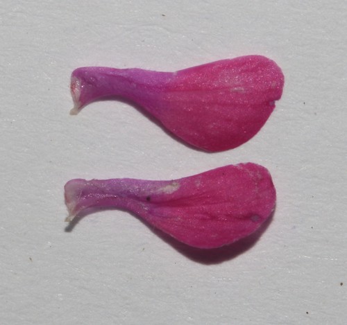 Image of Indigofera pyricola by (c) Brian du Preez, some rights reserved (CC BY-SA)