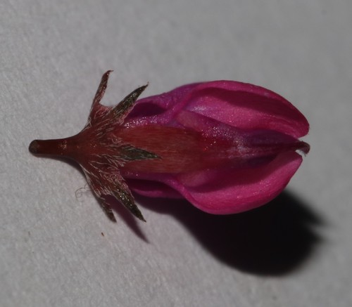 Image of Indigofera pyricola by (c) Brian du Preez, some rights reserved (CC BY-SA)