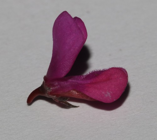 Image of Indigofera pyricola by (c) Brian du Preez, some rights reserved (CC BY-SA)