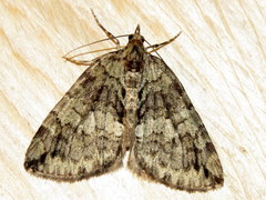 Hydriomena renunciata