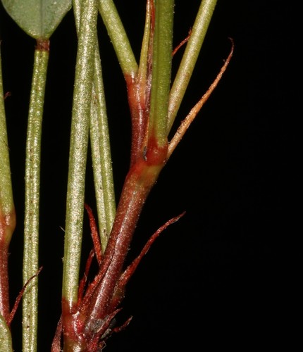 Image of Indigofera pyricola by (c) Brian du Preez, some rights reserved (CC BY-SA)