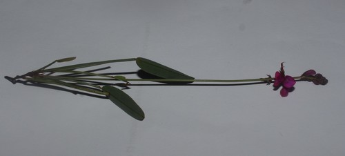 Image of Indigofera pyricola by (c) Brian du Preez, some rights reserved (CC BY-SA)