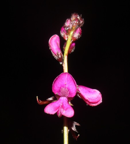 Image of Indigofera pyricola by (c) Brian du Preez, some rights reserved (CC BY-SA)