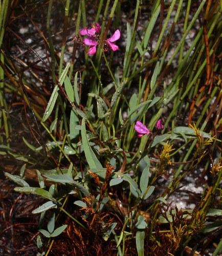 Image of Indigofera pyricola by (c) Brian du Preez, some rights reserved (CC BY-SA)