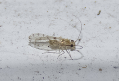 Trichopsocus