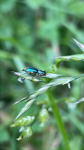 Gelbstirniger Warzenkäfer