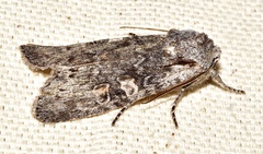 Lithophane pertorrida