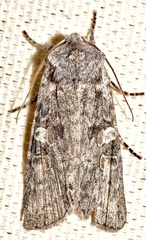 Lithophane pertorrida