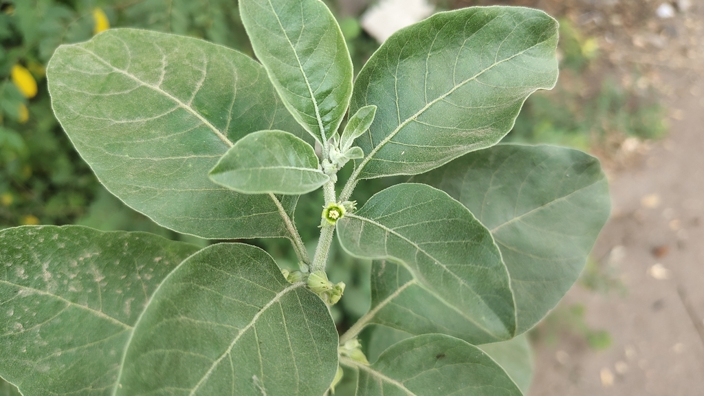 Withania somnifera; photograph (c) Aadi Kulkarni, some rights reserved (CC BY)
