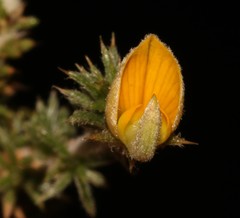 Aspalathus aristifolia