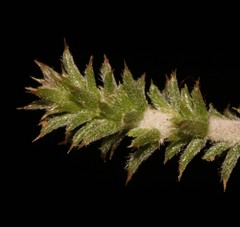 Aspalathus aristifolia