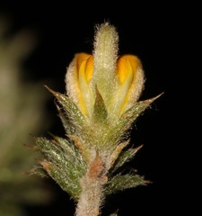 Aspalathus aristifolia