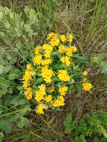 hoary puccoon