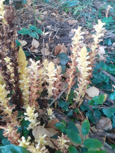 ivy broomrape