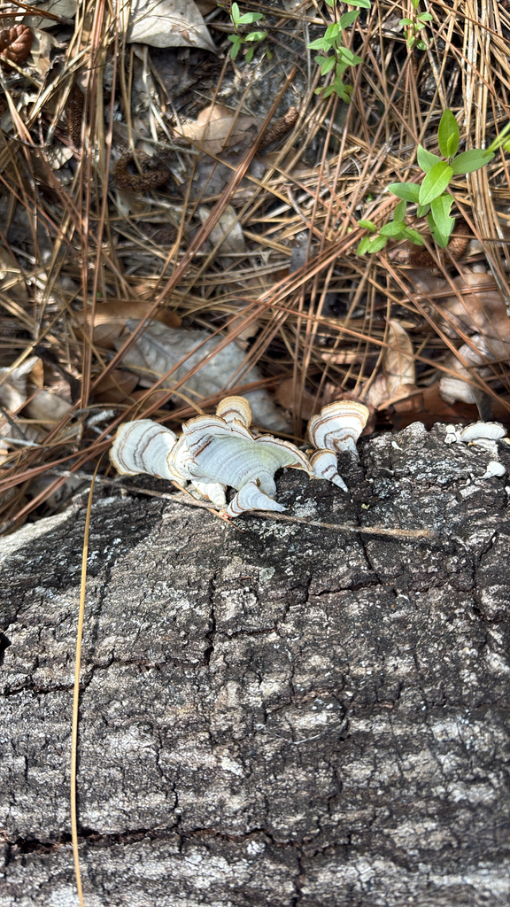 False Turkeytail · June 2026 · photo: Photo: (c) Daniel Farson, some rights reserved (CC BY) · iNaturalist
