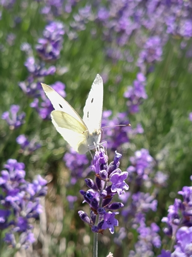 Small White