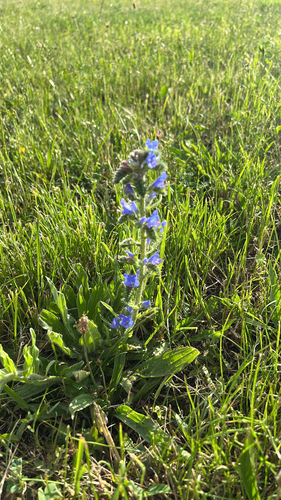 viper's-bugloss