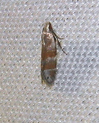 Battaristis vittella