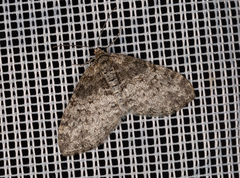 Lobophora halterata