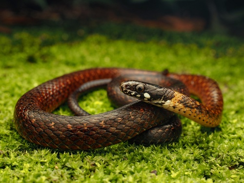 Photo of a Tonkin Keelback (Hebius atemporalis)