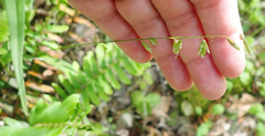 Melica mutica