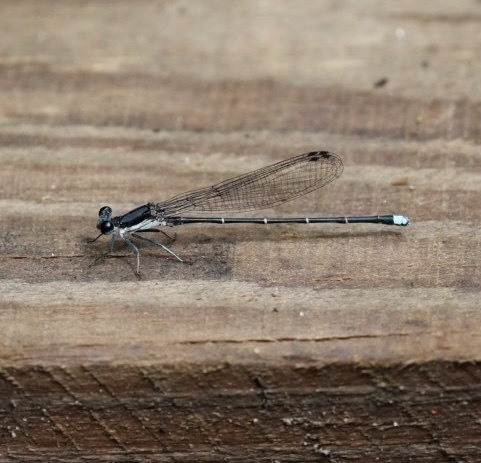 Blue-tipped Dancer