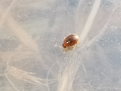 Rhyzobius litura
