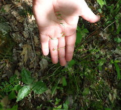Melica mutica