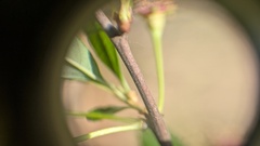 author not stated, no rights reserved Prunus susquehanae, photograph author not stated, no rights reserved