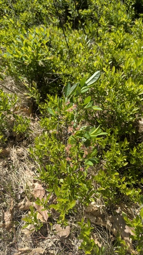 Prunus susquehanae, photograph 6