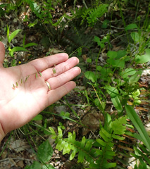 Melica mutica