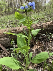 Mertensia virginica
