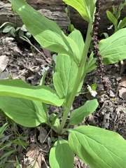 Mertensia virginica