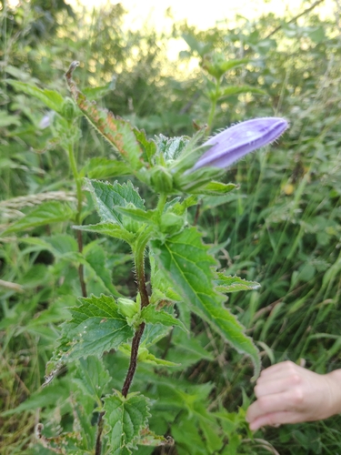 Nettle-leaved Bellflower