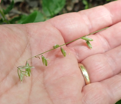 Melica mutica