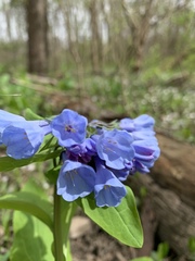 Mertensia virginica
