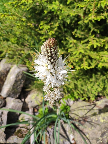 White Asphodel