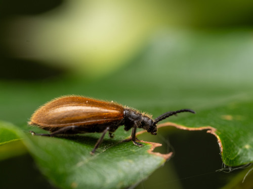 Rough-haired Lagria Beetle