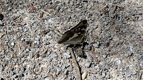 Purple Emperor